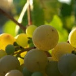 semillas de uva para la diabetes